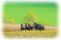 FARMS AND BARNS