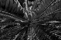 BLACK & WHITE PICTURES